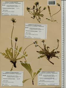 Taraxacum macilentum Dahlst., Siberia, Central Siberia (S3) (Russia)