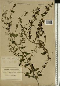 Clinopodium nepeta (L.) Kuntze, Eastern Europe, North Ukrainian region (E11) (Ukraine)