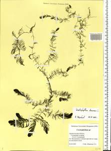 Ceratophyllum demersum L., Eastern Europe, Northern region (E1) (Russia)