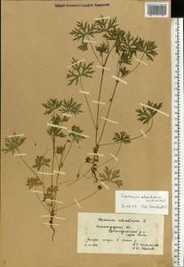 Geranium schrenkianum Trautv. in A.K. Becker, Eastern Europe, Lower Volga region (E9) (Russia)