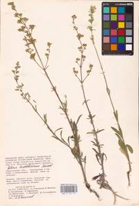 Silene baschkirorum Janisch., Eastern Europe, Lower Volga region (E9) (Russia)