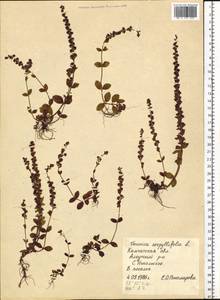 Veronica serpyllifolia L., Siberia, Chukotka & Kamchatka (S7) (Russia)