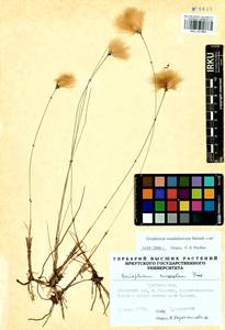 Eriophorum chamissonis C.A.Mey., Siberia, Baikal & Transbaikal region (S4) (Russia)