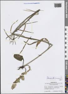 Chondrilla juncea L., Eastern Europe, Middle Volga region (E8) (Russia)