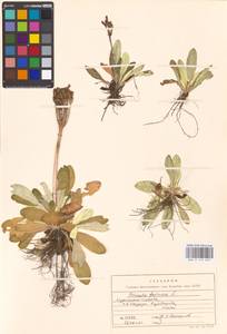 Primula farinosa L., Siberia, Russian Far East (S6) (Russia)