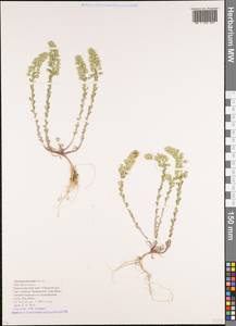Alyssum alyssoides (L.) L., Caucasus, Krasnodar Krai & Adygea (K1a) (Russia)