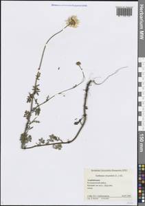 Cota triumfettii (L.) Gay, Caucasus, Azerbaijan (K6) (Azerbaijan)