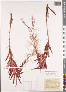 Chamaenerion angustifolium (L.) Scop., Siberia, Yakutia (S5) (Russia)