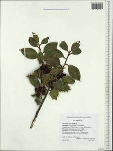 Ilex aquifolium L., Western Europe (EUR) (Germany)