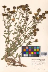 Grindelia squarrosa (Pursh) Dunal, Eastern Europe, Moscow region (E4a) (Russia)