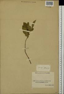 Prunus, Middle Asia, Caspian Ustyurt & Northern Aralia (M8) (Kazakhstan)