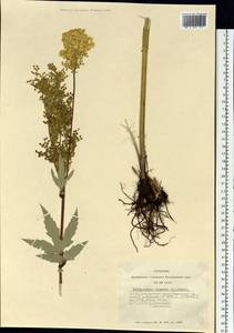 Filipendula ulmaria (L.) Maxim., Siberia, Altai & Sayany Mountains (S2) (Russia)