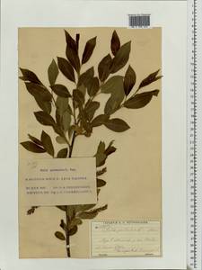 Salix pentandra L., Eastern Europe, Moscow region (E4a) (Russia)