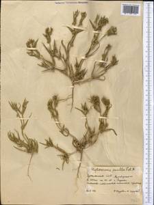 Dipterocome pusilla Fisch. & C. A. Mey., Middle Asia, Karakum (M6) (Turkmenistan)
