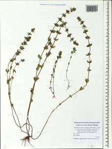Clinopodium acinos (L.) Kuntze, Eastern Europe, North-Western region (E2) (Russia)