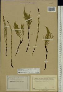 Equisetum palustre L., Eastern Europe, Moscow region (E4a) (Russia)