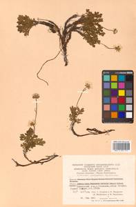 Geum pentapetalum (L.) Makino, Siberia, Chukotka & Kamchatka (S7) (Russia)