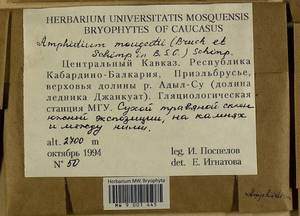 Amphidium mougeotii (Bruch & Schimp.) Schimp., Bryophytes, Bryophytes - North Caucasus & Ciscaucasia (B12) (Russia)