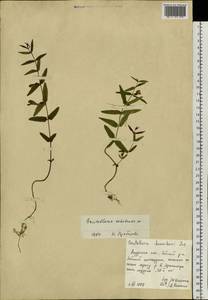 Scutellaria ochotensis Prob., Siberia, Russian Far East (S6) (Russia)