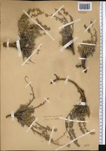 Artemisia kuschakewiczii C. Winkl., Middle Asia, Pamir & Pamiro-Alai (M2)