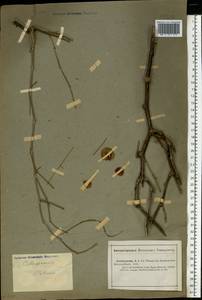 Calligonum aphyllum (Pall.) Gürke, Eastern Europe, Lower Volga region (E9) (Russia)