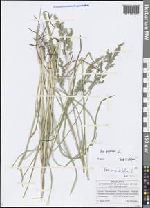 Poa angustifolia L., Eastern Europe, Middle Volga region (E8) (Russia)