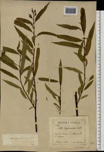 Salix acutifolia Willd., Eastern Europe, Central forest-and-steppe region (E6) (Russia)