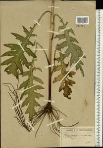 Cirsium oleraceum (L.) Scop., Eastern Europe, Moscow region (E4a) (Russia)