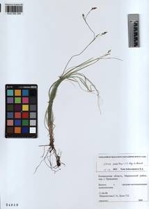 KUZ 002 354, Carex sedakowii C.A.Mey. ex Meinsh., Siberia, Altai & Sayany Mountains (S2) (Russia)