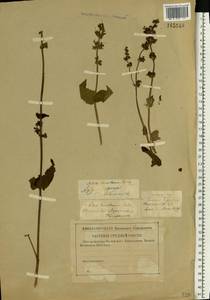 Salvia dumetorum Andrz. ex Besser, Eastern Europe, Volga-Kama region (E7) (Russia)