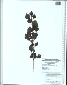 Populus ×moscoviensis Schröd., Eastern Europe, Central region (E4) (Russia)