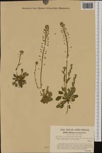 Noccaea caerulescens (J. Presl & C. Presl) F.K. Mey., Western Europe (EUR) (Czech Republic)