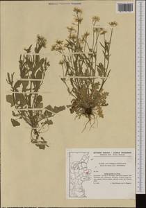 Arabidopsis arenosa (L.) Lawalrée, Western Europe (EUR) (Denmark)