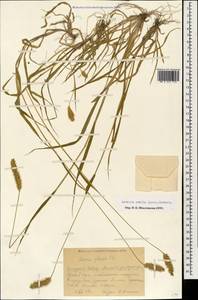 Setaria pumila (Poir.) Roem. & Schult., Caucasus, Krasnodar Krai & Adygea (K1a) (Russia)