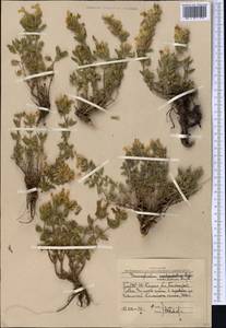 Dracocephalum nodulosum Rupr., Middle Asia, Western Tian Shan & Karatau (M3) (Uzbekistan)