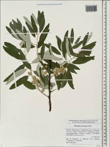 Elaeagnus angustifolia subsp. angustifolia, Eastern Europe, Middle Volga region (E8) (Russia)