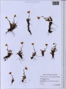 Saxifraga hirculus L., Western Europe (EUR) (Svalbard and Jan Mayen)