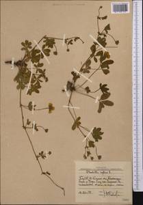 Potentilla reptans L., Middle Asia, Western Tian Shan & Karatau (M3) (Uzbekistan)