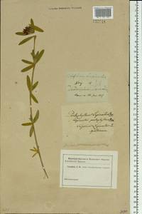 Trifolium lupinaster L., Siberia (no precise locality) (S0) (Russia)