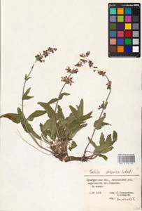 MHA 0 156 350, Salvia dumetorum Andrz. ex Besser, Eastern Europe, Eastern region (E10) (Russia)