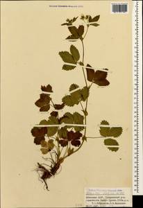 Potentilla elatior Willd. ex Schltdl., Caucasus, Abkhazia (K4a) (Abkhazia)