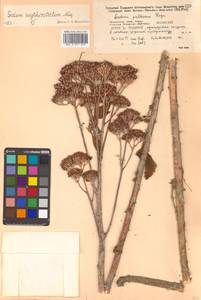 Hylotelephium erythrostictum (Miq.) H. Ohba, Siberia, Russian Far East (S6) (Russia)