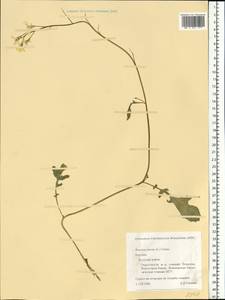 Brassica juncea (L.) Czern., Eastern Europe, Northern region (E1) (Russia)