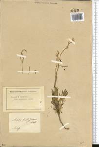 Rhammatophyllum fruticulosum (C.A. Mey.) Al-Shehbaz, Middle Asia, Muyunkumy, Balkhash & Betpak-Dala (M9) (Kazakhstan)