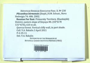 Plicanthus birmensis (Steph.) R.M. Schust., Bryophytes, Bryophytes - Russian Far East (excl. Chukotka & Kamchatka) (B20) (Russia)