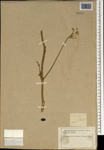 Tordylium maximum L., South Asia, South Asia (Asia outside ex-Soviet states and Mongolia) (ASIA) (Iran)