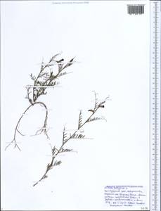 Vicia peregrina L., Caucasus, Black Sea Shore (from Novorossiysk to Adler) (K3) (Russia)