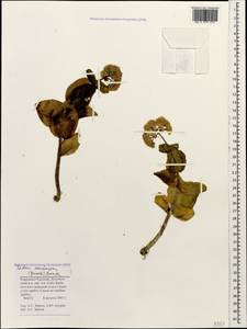 Hylotelephium maximum subsp. ruprechtii (Jalas) Dostál, Caucasus, Stavropol Krai, Karachay-Cherkessia & Kabardino-Balkaria (K1b) (Russia)