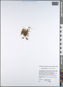 Cherleria biflora (L.) comb. ined., Siberia, Russian Far East (S6) (Russia)