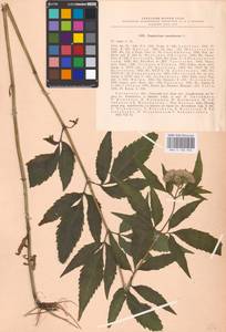 Eupatorium cannabinum L., Eastern Europe, Central region (E4) (Russia)